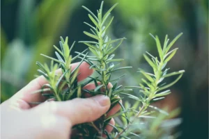 Benefits of Rosemary Herb