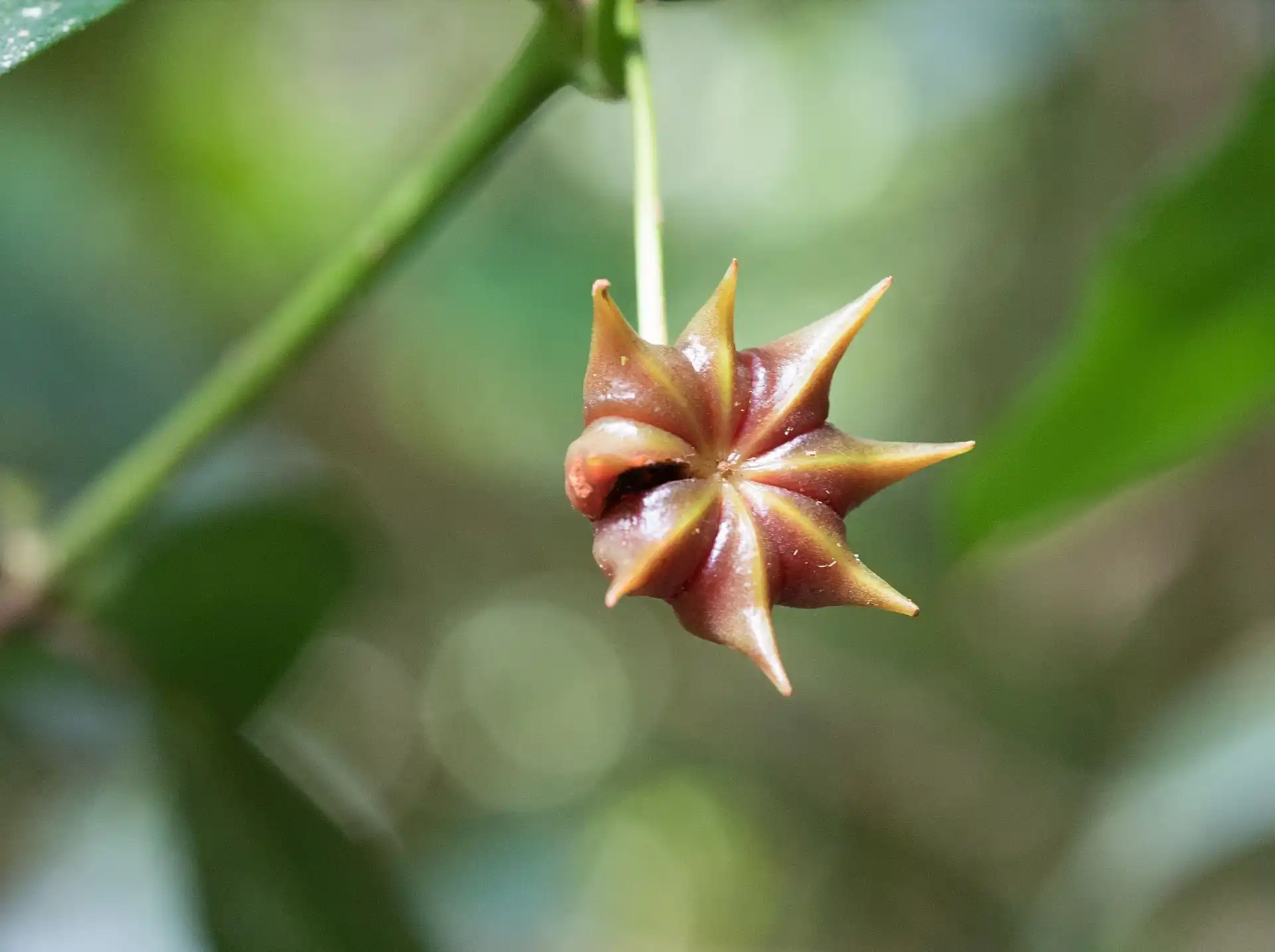 Star Anise Cultivation in India