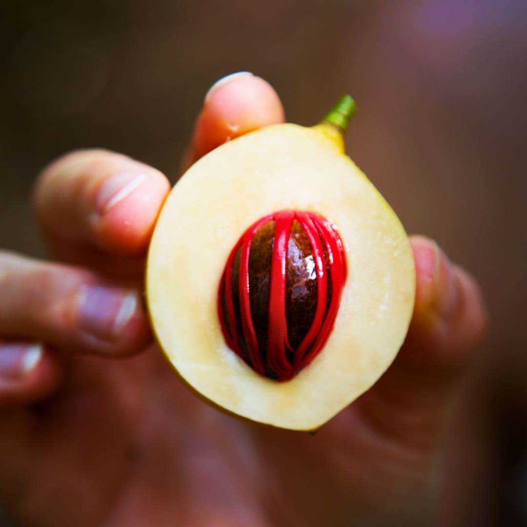 Premium Nutmeg Mace | 20 gms